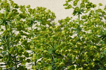 Euphorbia - The beautiful Green flowers blooming of Mediterranean spurge
