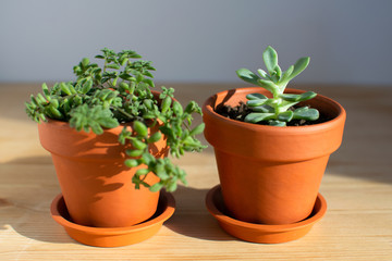 Two small houseplants in clay flowerpots at wooden table. Urban jungle. Minimal and simple modern lifestyle.