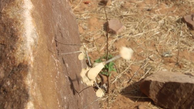 A close-up view of the Indian rose mantis (Gongylus gongylodes) insect.