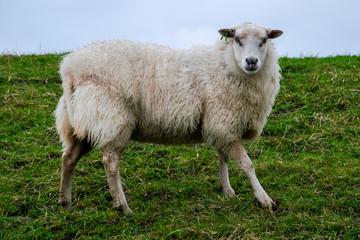 Single sheep on a green hill