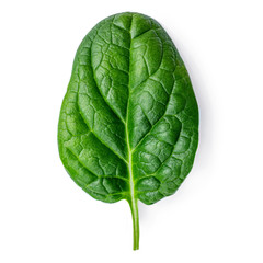 Spinach  isolated on white background. Fresh green baby spinach leaf. Top view. Flat lay.