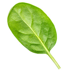 Fresh Spinach leaves isolated  on white background. Close up