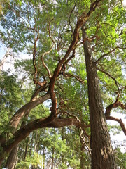 Fototapeta na wymiar Trees in BC