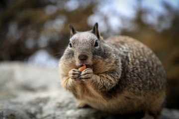 Obraz premium squirrel