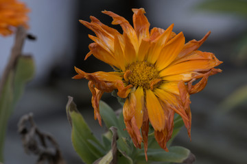 closeup of orange flower