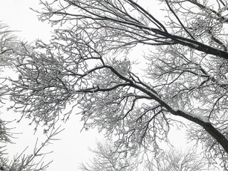 Tree branches covered with snow.