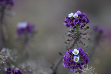 purple flowers on a background