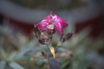 pink flower