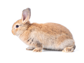 Red-brown cute baby rabbit isolated on white background. Lovely brown rabbit sitting.