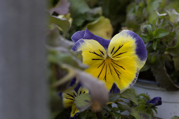 purple and yellow pansy flowers