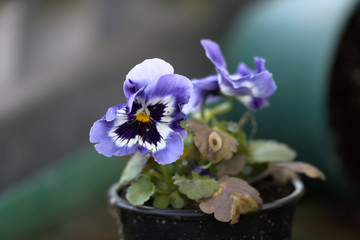 purple pansy flowers