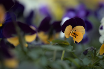 pansy flowers with bokeh