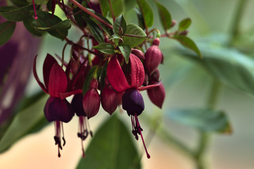 rose and purple flowers