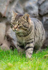 Naklejka na ściany i meble Large adult tabby cat walking in the spring garden