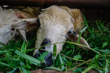 Fototapeta premium Village goats eat fresh grass