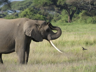 Fototapeta na wymiar elephant in kruger national park