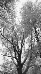 Tree branches covered with snow