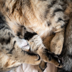 sieste du chat sur le lit 