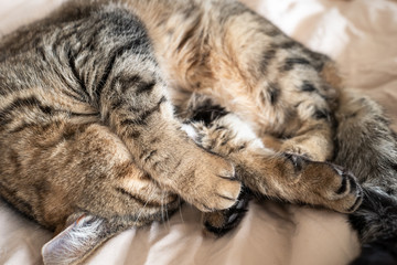 sieste du chat sur le lit 