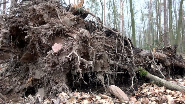 Sturmschaden im Wald, Kieferwurzel