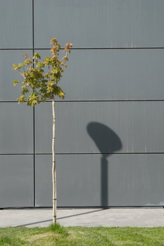 ftree and shadow on the wall