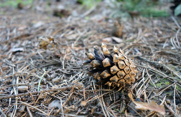 Pine cone on the ground in the forest.