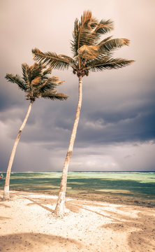 tropical  beach with palm trees and stormy sky