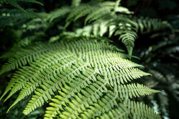 La Gomera auf den Kanaren