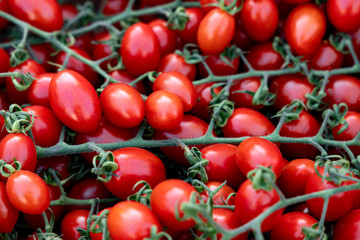 Chery tomatoes on the branches close-up. Background of ripe tomatoes.