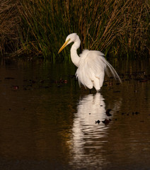 grande aigrette 