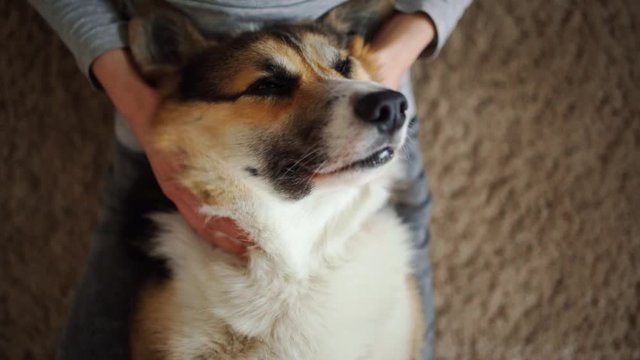 closeup top view cute relaxed corgi dog lying on womans legs. young girl sitting on floor and petting and stroking corgi dog