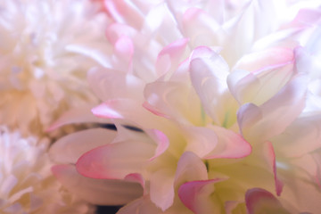 Beautiful abstract color yellow purple and pink flowers on black background and red and white flower frame and purple leaves texture, pink background, colorful graphics banner happy valentine