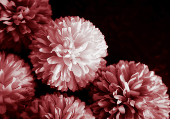 Beautiful abstract color pink and red flowers graphic on black background and light black and pink flower frame and pink leaves texture, dark background, red banner happy valentine