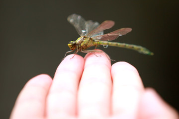 dragonfly on hand