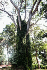 Botanischer Garten Karibik