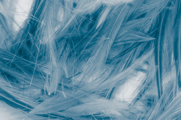 Beautiful abstract colorful gray and blue feathers on white background and soft white feather texture on blue pattern and blue background, colorful feather, white banners