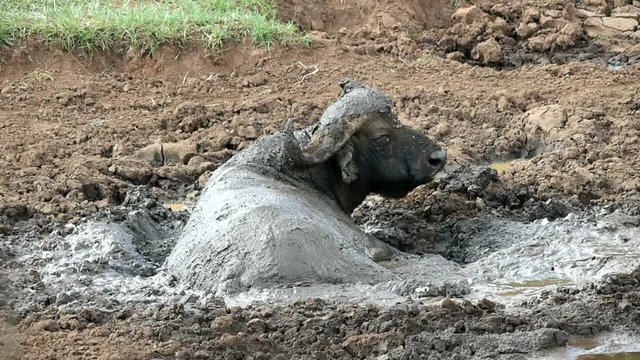 Wasserb&uuml;ffel im Schlammbad