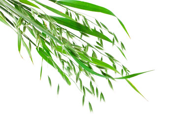 Oat ears isolated on a white background.