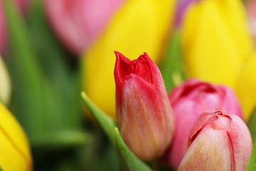Beautiful bouquet varicoloured tulip