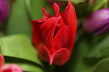 Beautiful bouquet varicoloured tulip