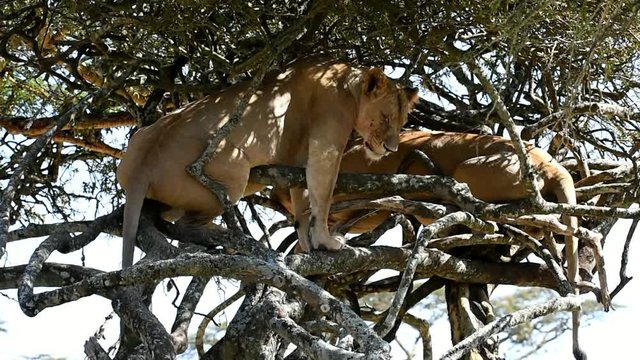 L&ouml;wen auf Akazie in Kenia