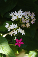 white flowers in the garden