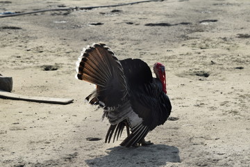 Close up view of wild turkey-countryside