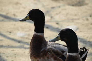Close up view of Domestic Ducks