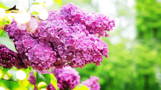 Blooming lilac flowers