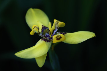 Yellow flower