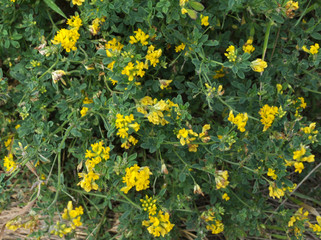 Blossoms of alfalfa sickle (Medicago falcata)