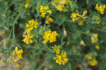 Blossoms of alfalfa sickle (Medicago falcata)