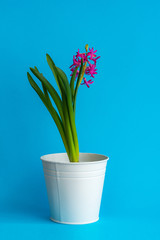 Creative. Hyacinth flower grows in a mug with a heart against a classical blue background. Home. Toned trendy classic blue color of year 2020.