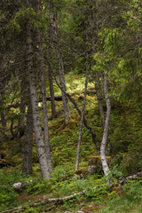 Wild forest near the Tännafors waterfall in Sweden